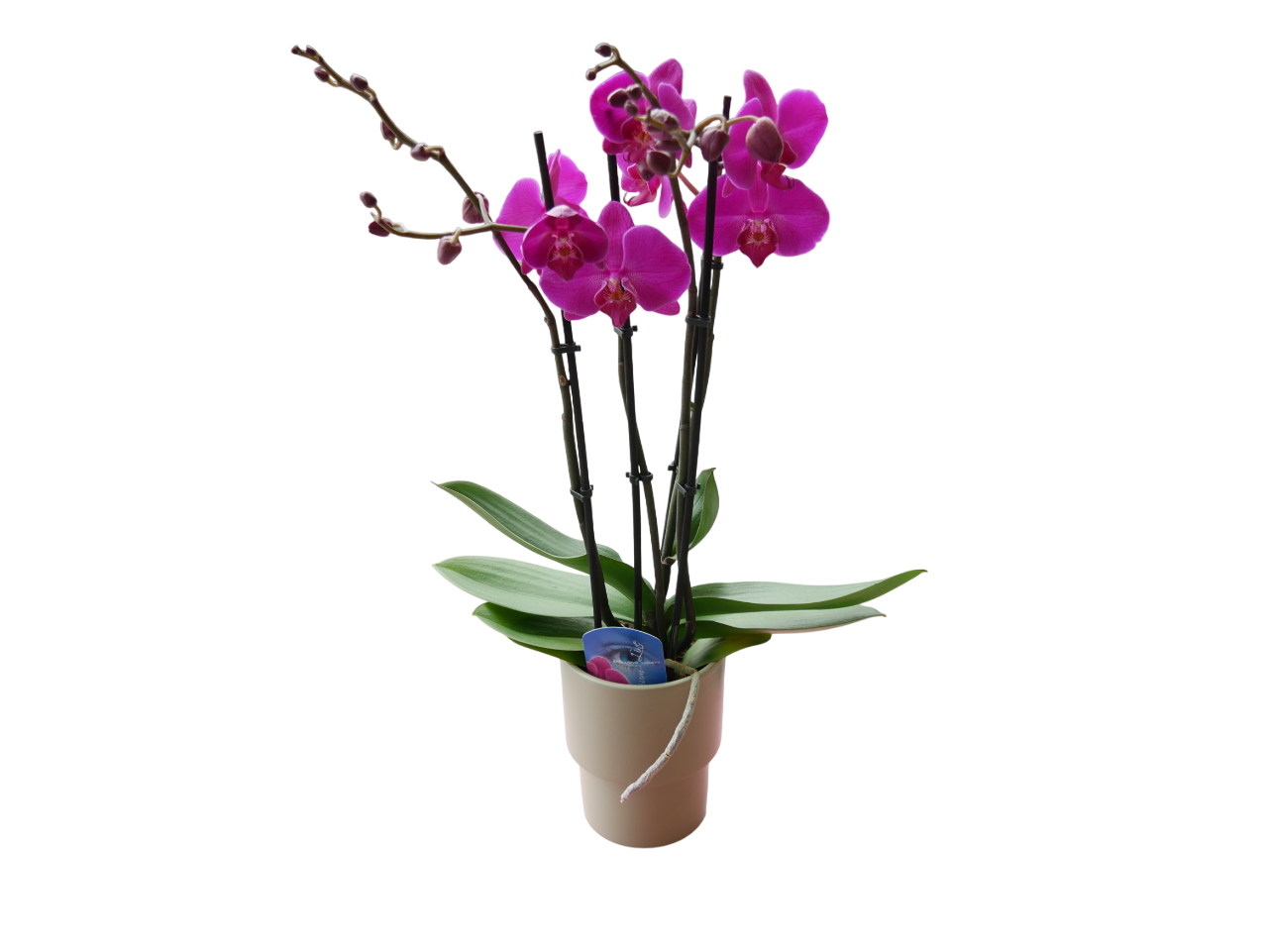 🌺 Stille Größe – Orchidee