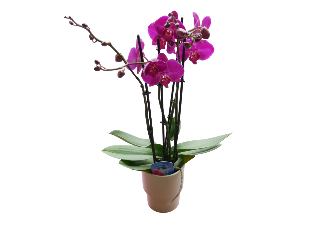 🌺 Stille Größe – Orchidee