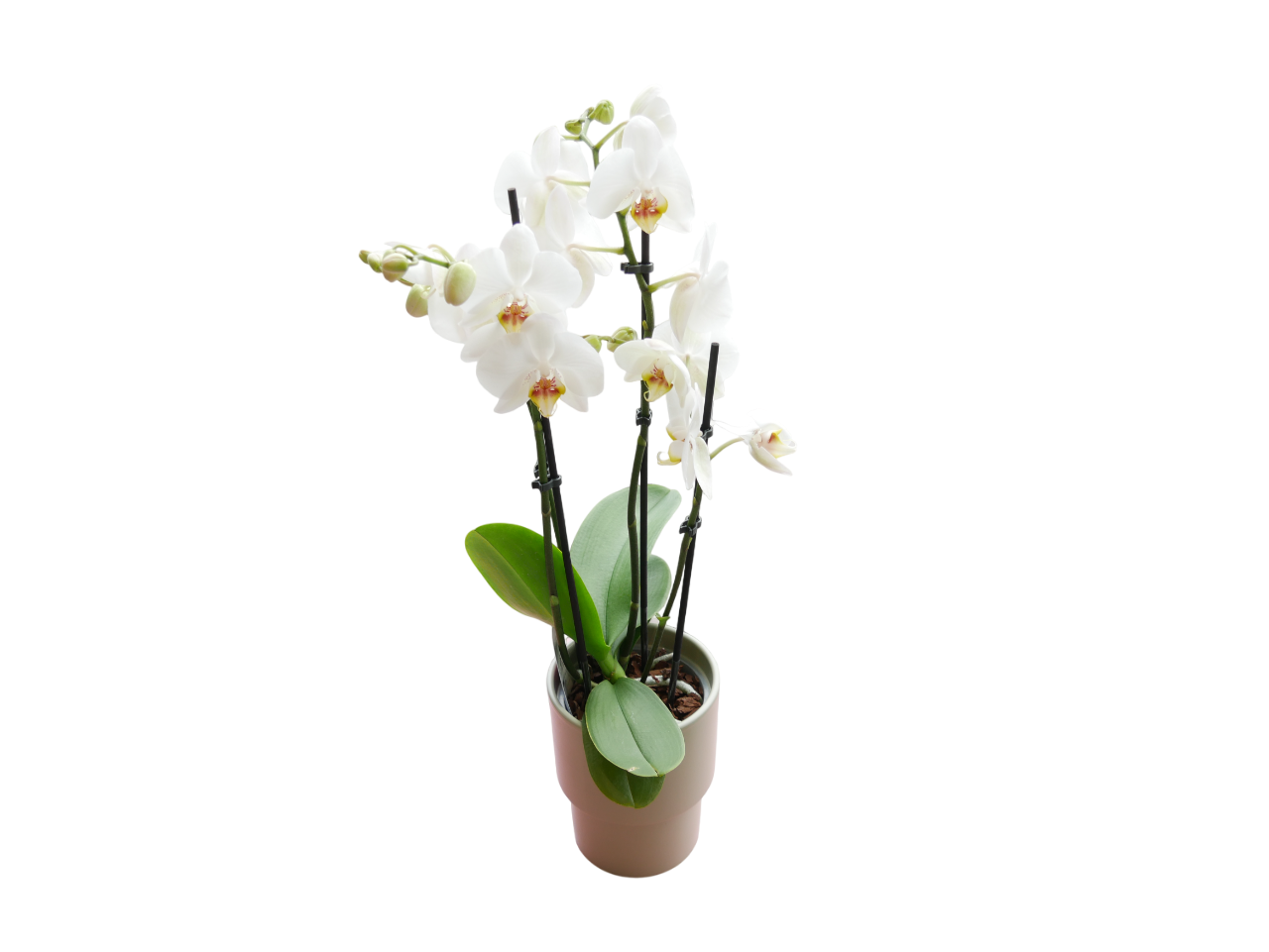 🌺 Stille Größe – Orchidee