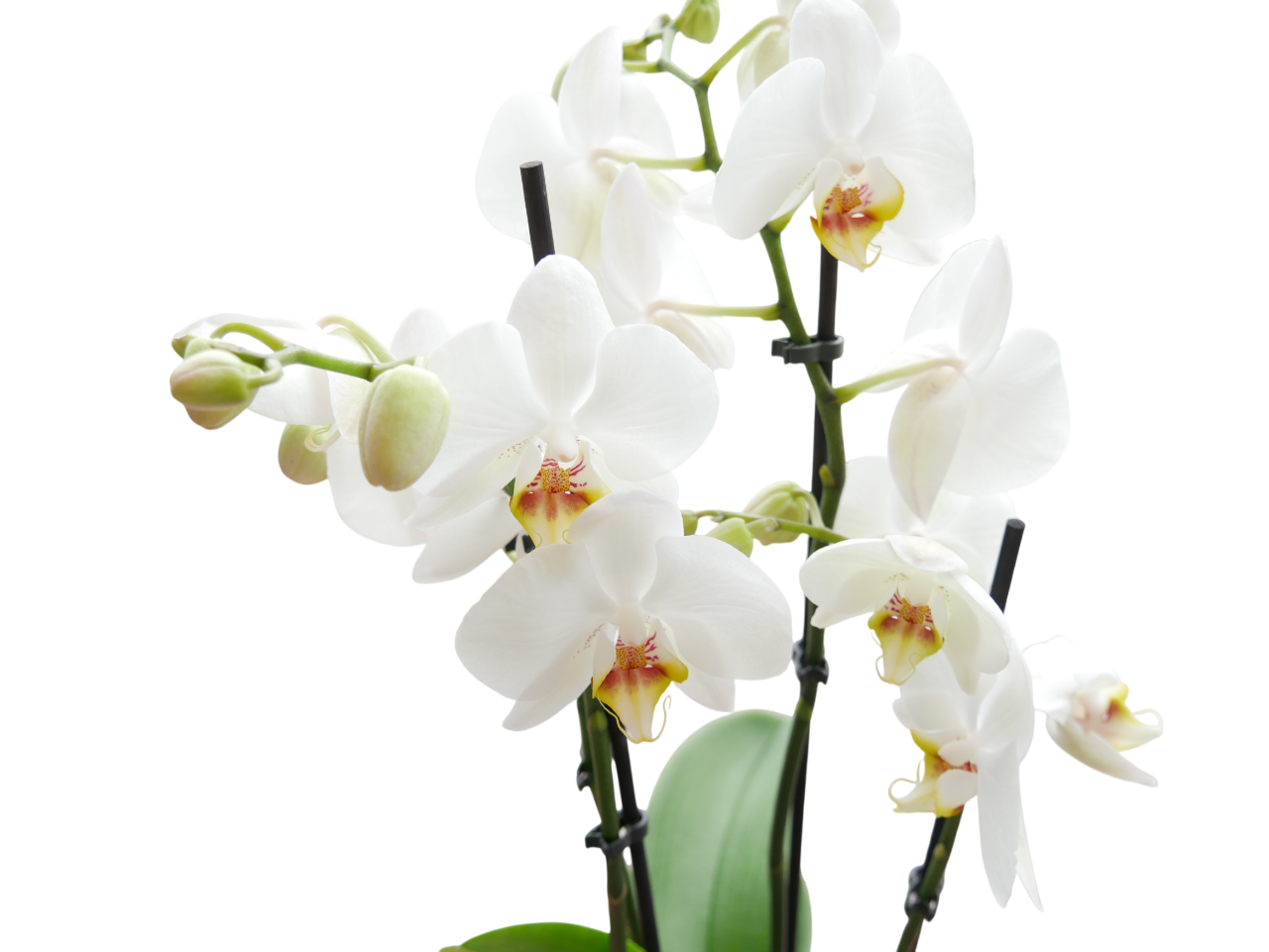 🌺 Stille Größe – Orchidee